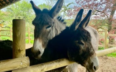 Les ânes du Manoir des Sens