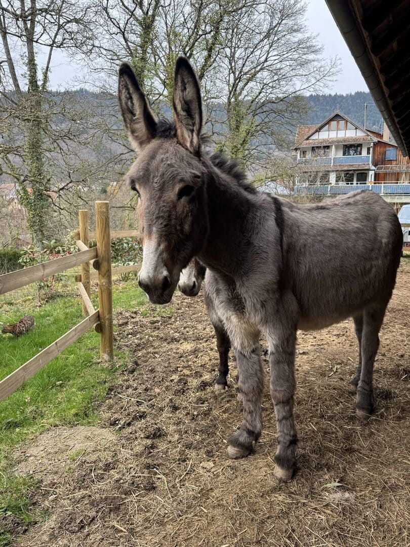 Les ânes du Manoir des Sens, gîtes et chambres d'hôtes à Bergheim