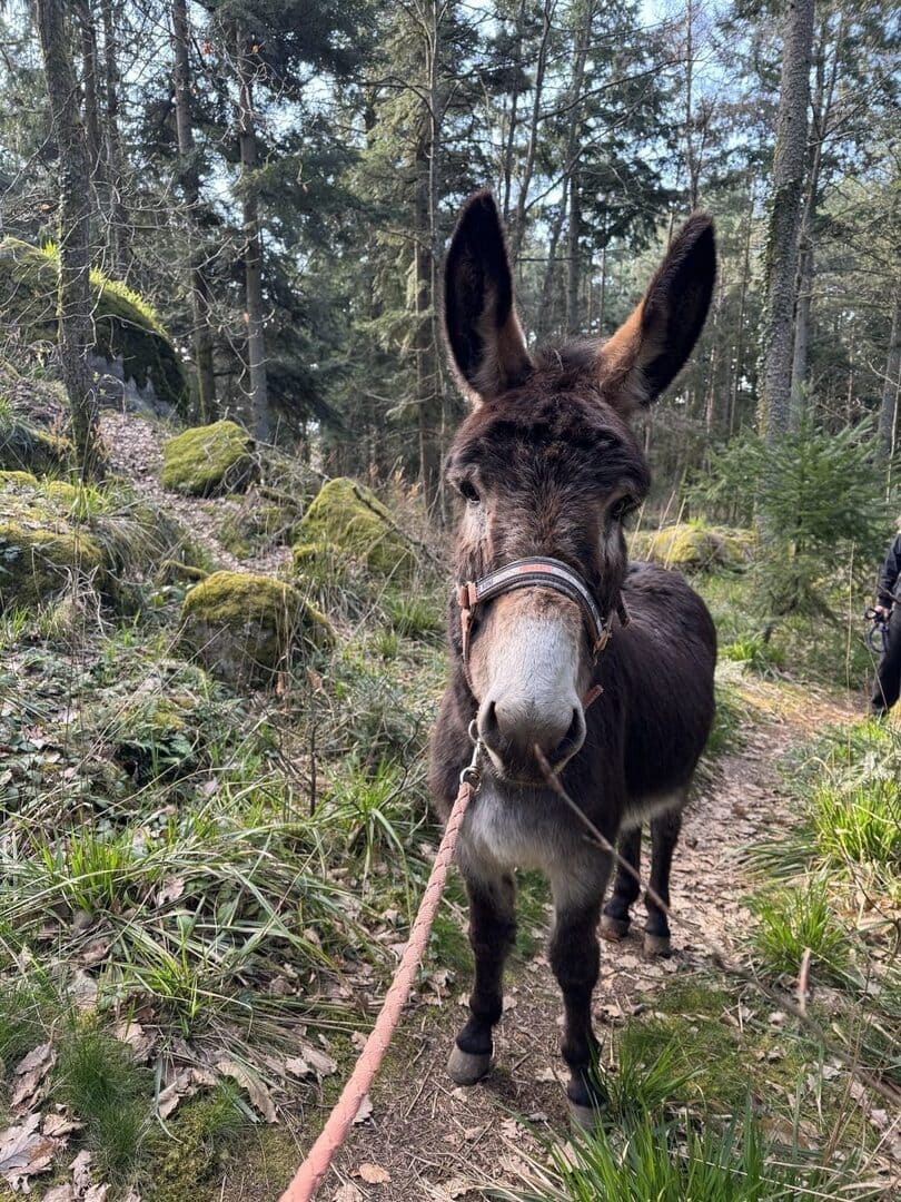 Un âne du Manoir des Sens, gîtes et chambres d'hôtes à Bergheim