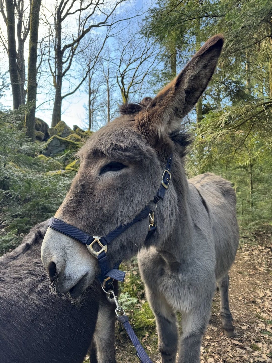 Un âne du Manoir des Sens, gîtes et chambres d'hôtes à Bergheim
