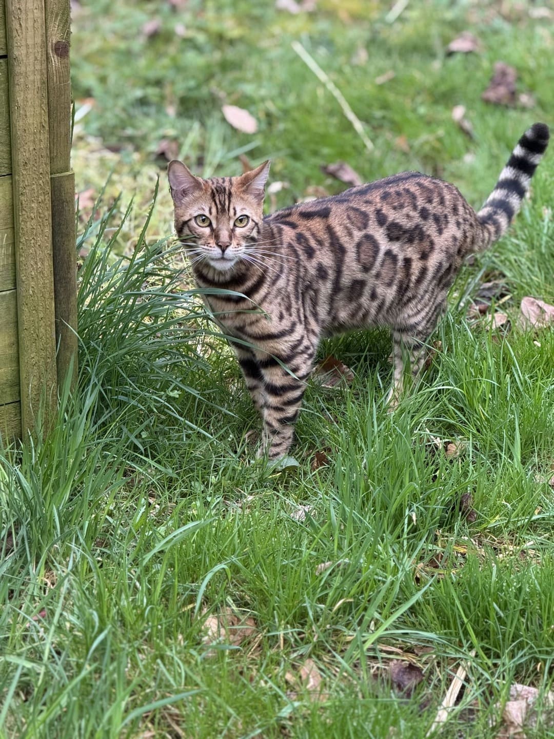 Le chat du Manoir des Sens, gîtes et chambres d'hôtes à Bergheim