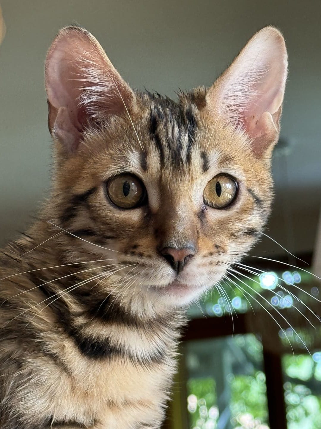 Le chat du Manoir des Sens, gîtes et chambres d'hôtes à Bergheim