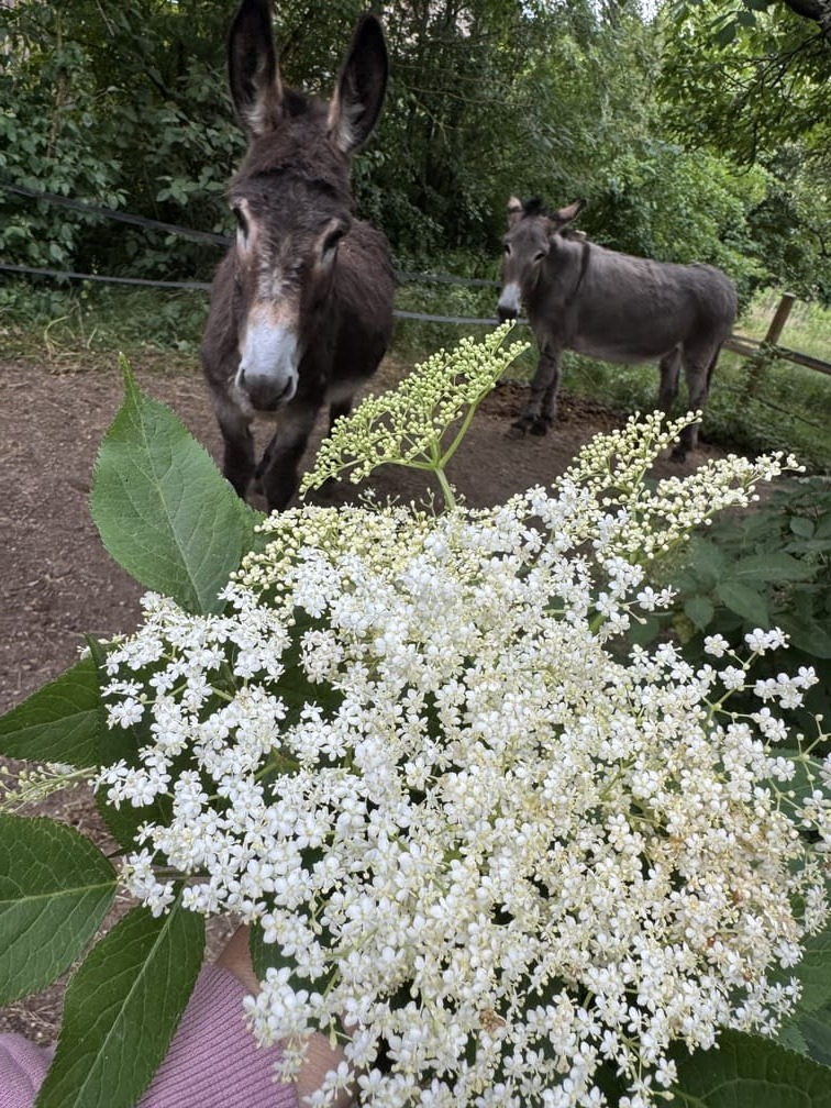 Fleu de sureau du jardin du Manoir des Sens
