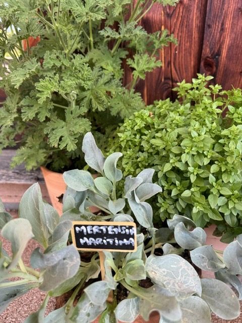 Fleu de sureau du jardin du Manoir des Sens